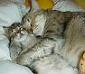 picture of sleep